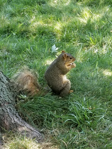 my squirrel